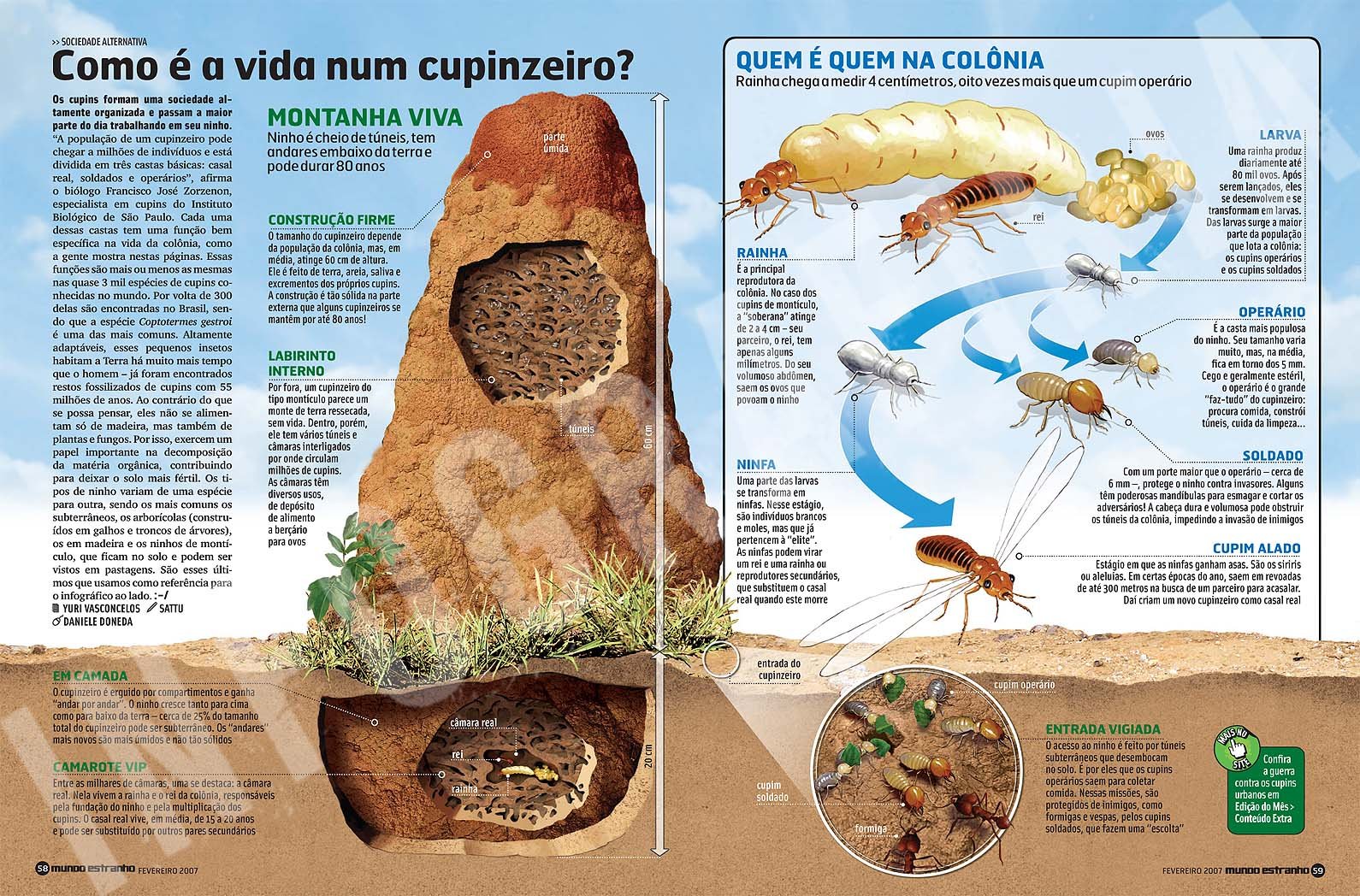 cupinzeiro
