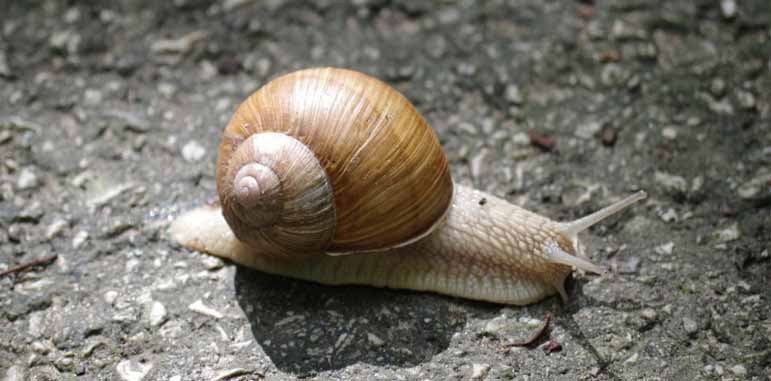 Dedetização de Lesmas Dedetização de Lesmas