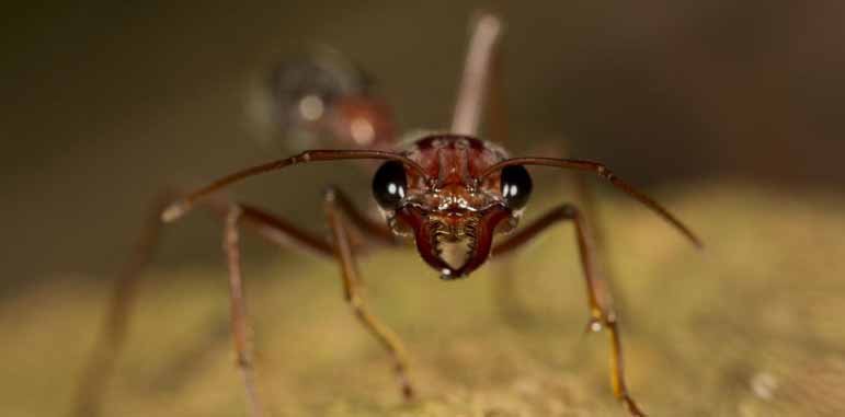 Dedetizadora Formigas Dedetizadora Formigas