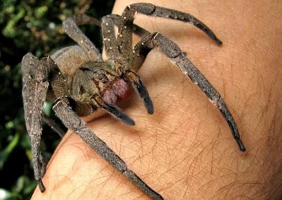Dedetizadora Aranha Armadeira