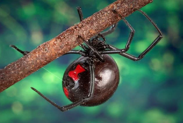 Dedetizadora Aranha Viúva Negra