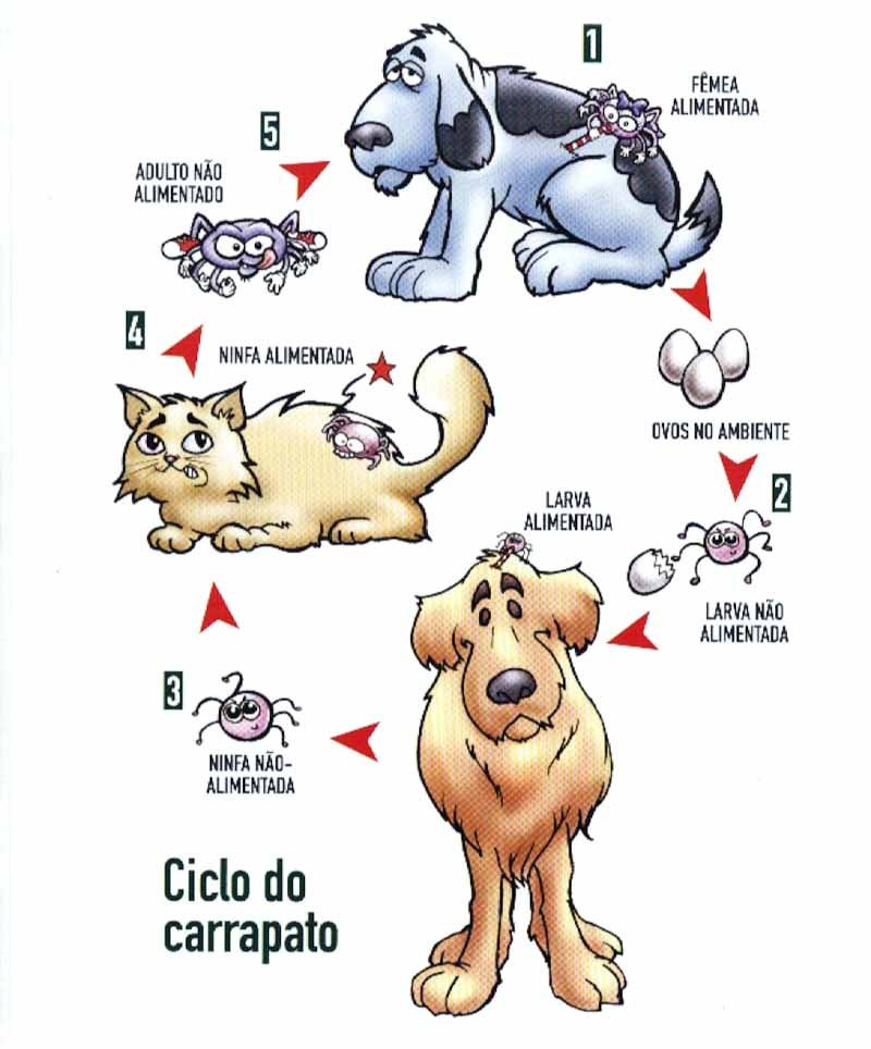 ciclo do carrapato