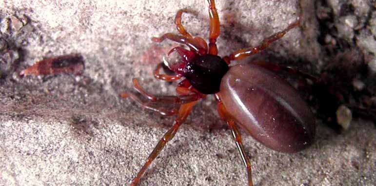 Dedetizadora Aranhas