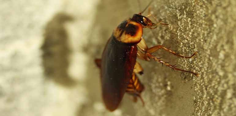 Dedetização de insetos rasteiro