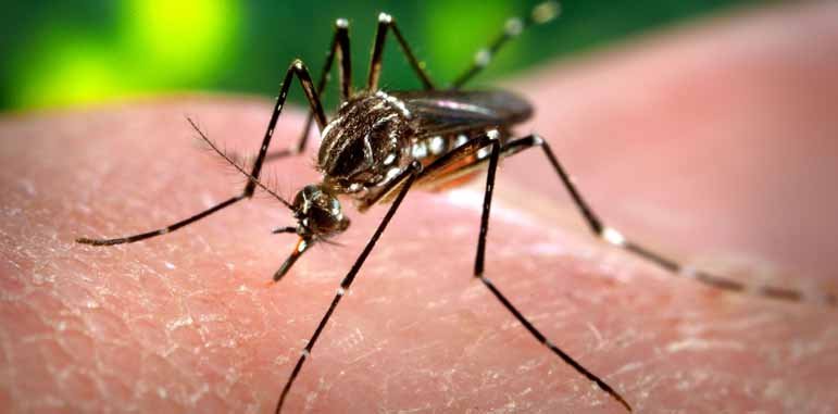 Dedetizadora Dengue Dedetizadora Dengue