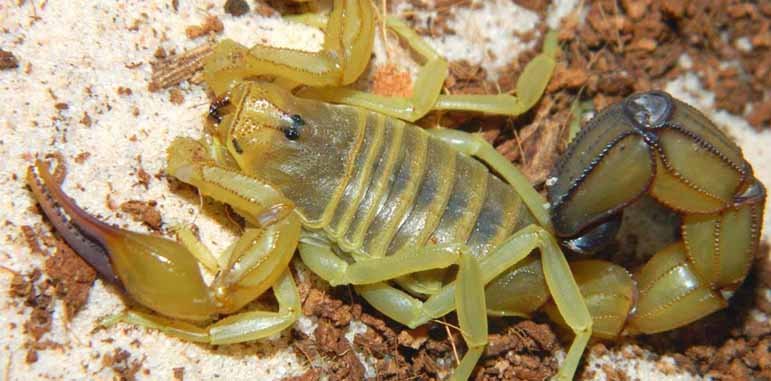 Dedetizadora Escorpiões