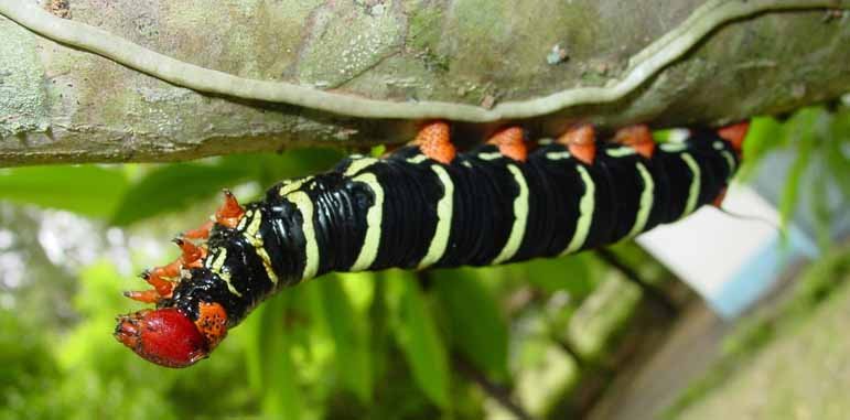 Dedetizadora Mandruvas