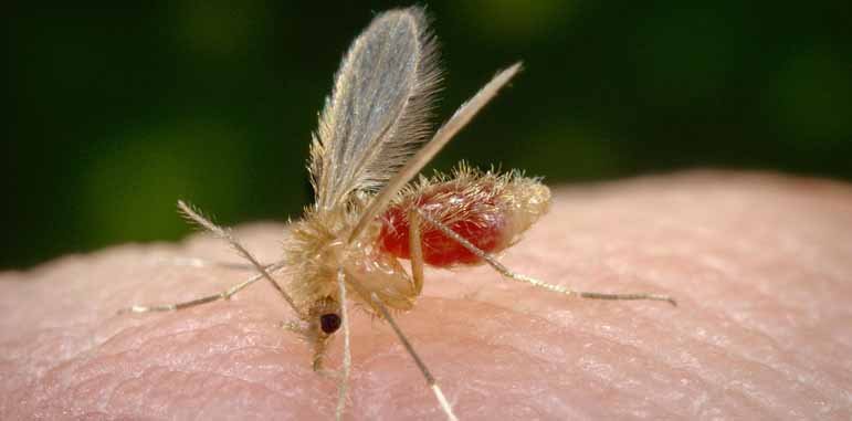 Dedetizadora Mosquitos Dedetizadora Mosquitos