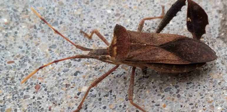 Dedetizadora Percevejos