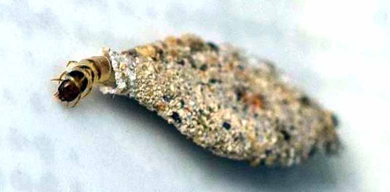 Dedetizadora Traças