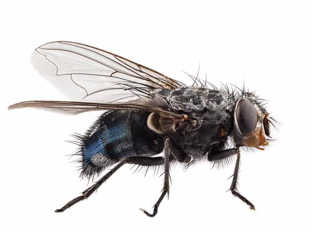 Dedetizadora de mosca Dedetizadora de mosca