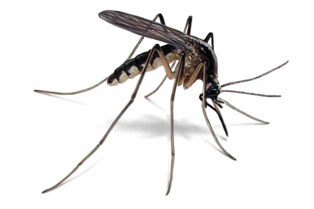 Dedetizadora de mosquito Dedetizadora de mosquito