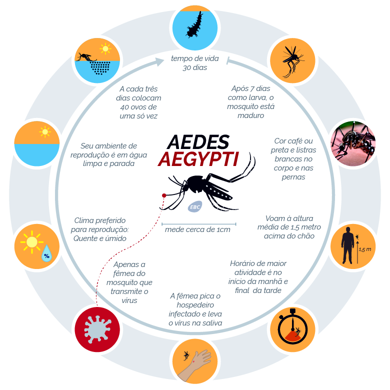 O mosquito não pode nascer