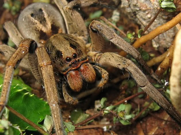 Dedetizadora Aranha de Jardim