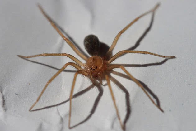 Dedetizadora Aranha Marrom