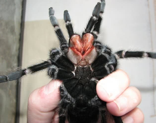 Dedetizadora Aranha Caranguejeira ou Tarântula