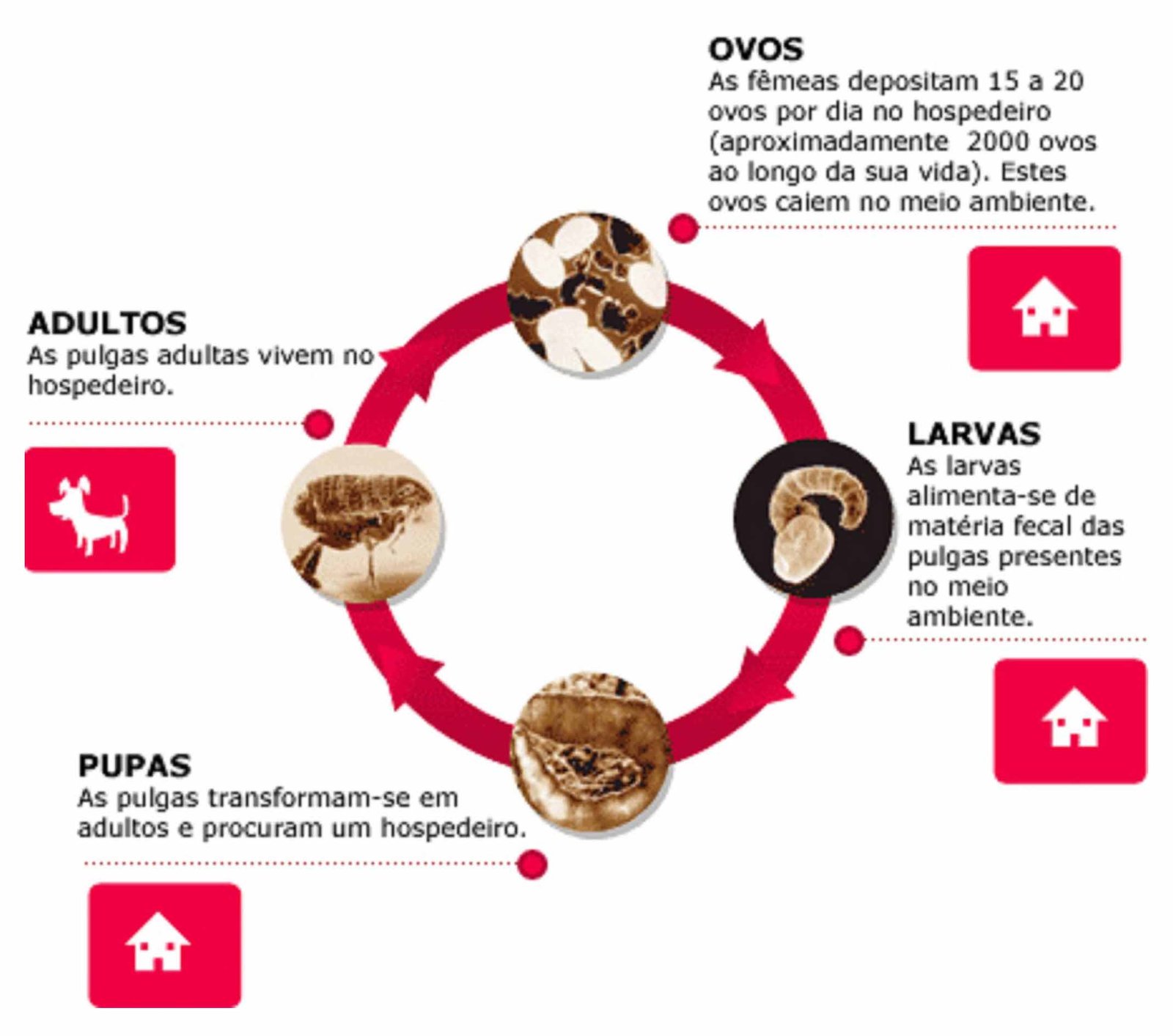 Cliclo das Pulgas Cliclo das Pulgas