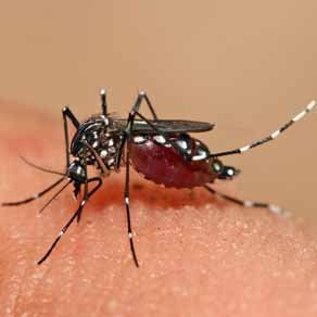 dedetizadora dengue