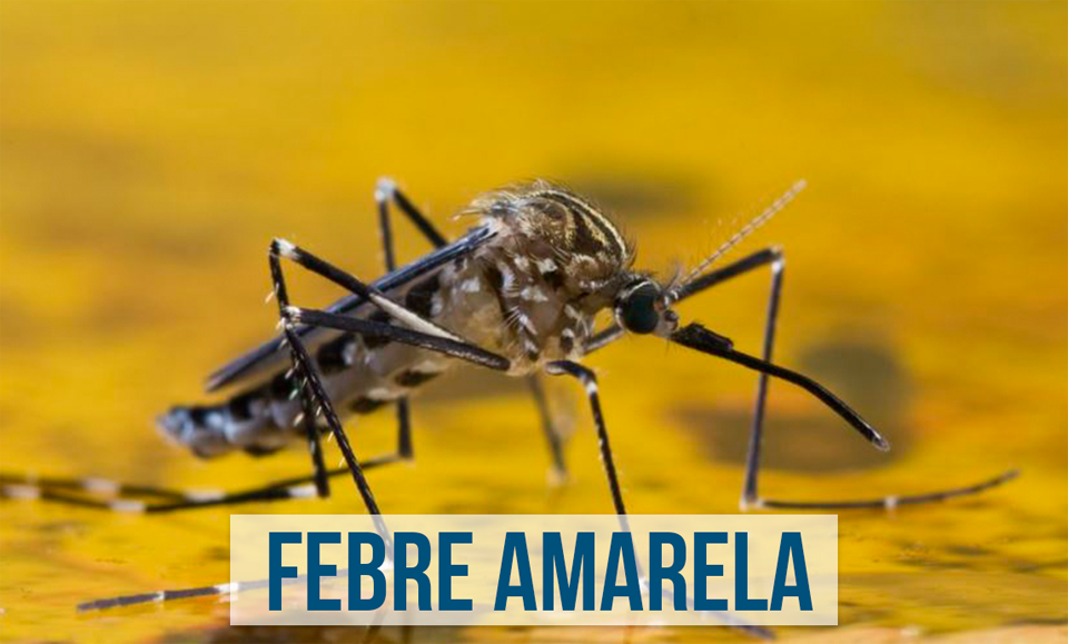 Mosquito da Febre amarela Mosquito da Febre amarela