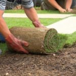 Serviços de poda de arvores em Campinas