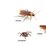 Serviços de dedetização de baratas em São Luís