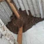 Dedetização de pragas urbanas em Manaus