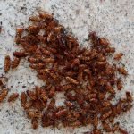 Dedetização de pragas urbanas em Manaus