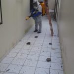 Serviços de dedetização de baratas em São Luís
