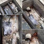 Dedetização de insetos em Betim