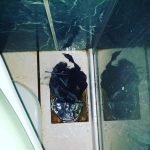 Dedetização de insetos em Betim