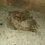 Dedetização de insetos em Betim