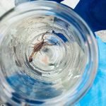 Dedetização de ratos em Betim