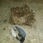 Dedetização de ratos em Betim